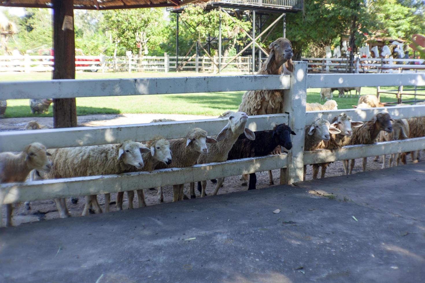 schapen binnen de boerderij zijn aan het wachten voor voedsel van toeristen. foto