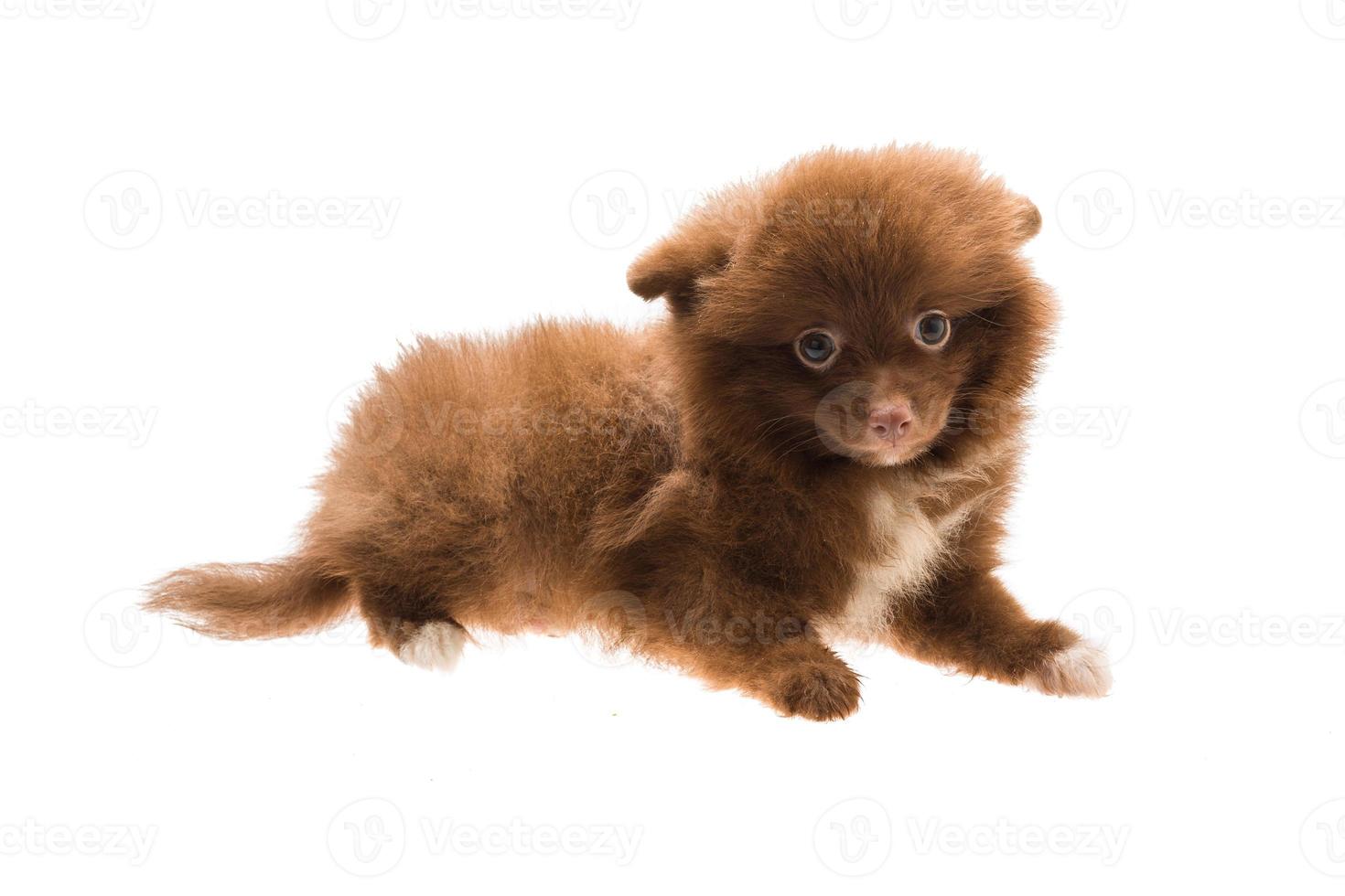 Pommeren spitz puppy op witte achtergrond foto