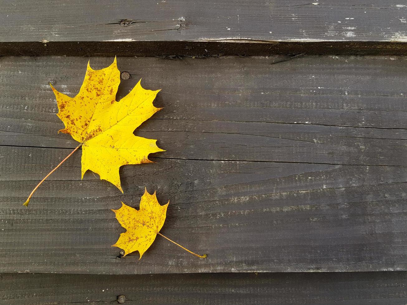 twee geel esdoorn- bladeren Aan oud haveloos ruw grijs bruin hout oppervlak. herfst achtergrond met plaats voor tekst. kopiëren ruimte Aan grungy houten planken. foto