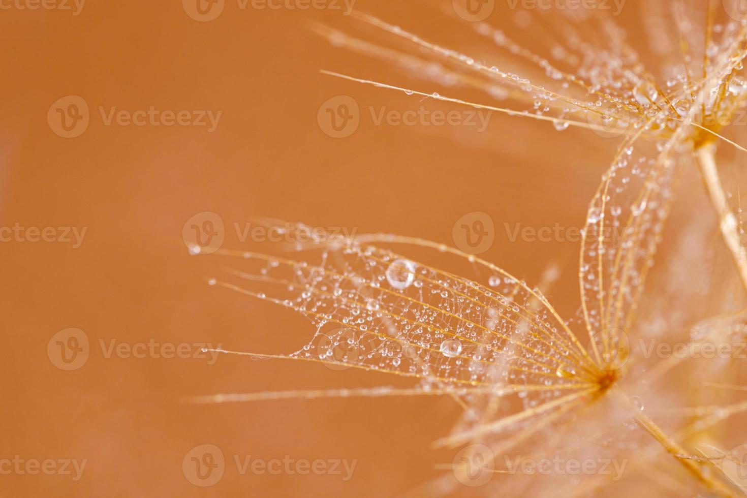 macro schot van paardebloem met druppels foto