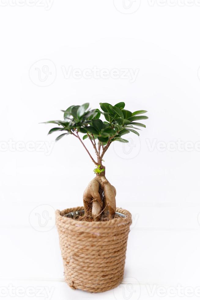 klein bonsai ficus microcarpa ginseng fabriek Aan een wit achtergrond. foto