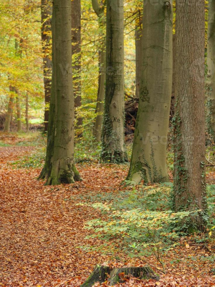 herfsttijd in Westfalen foto