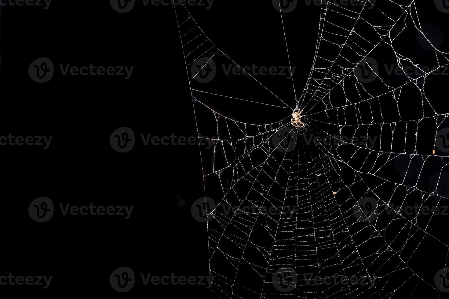spin Aan een spinnenweb foto