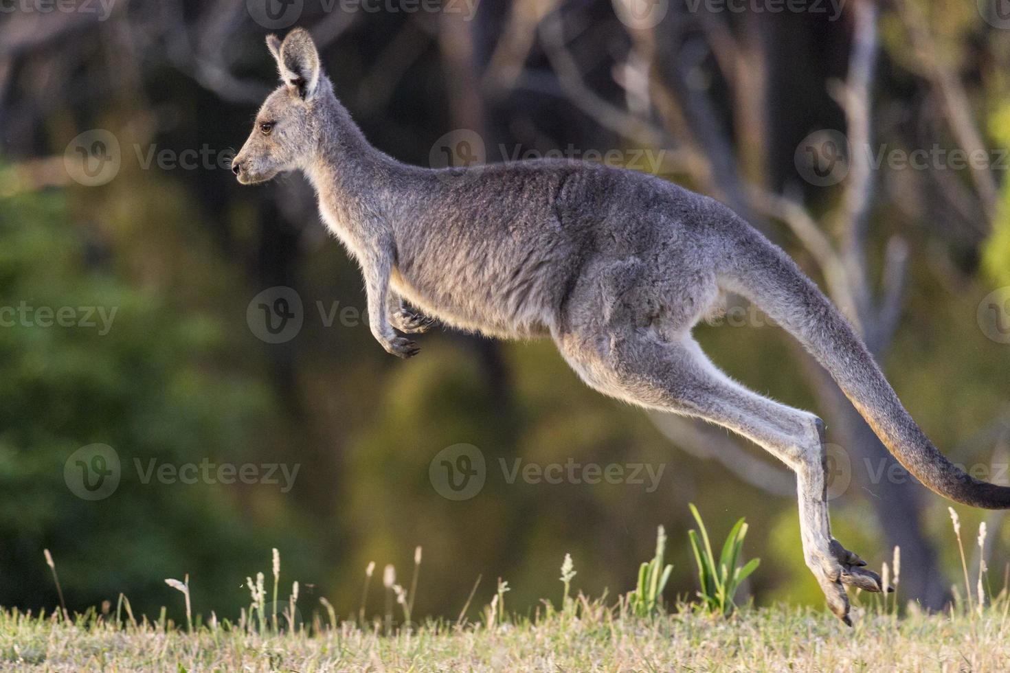 kangoeroe in Australië foto