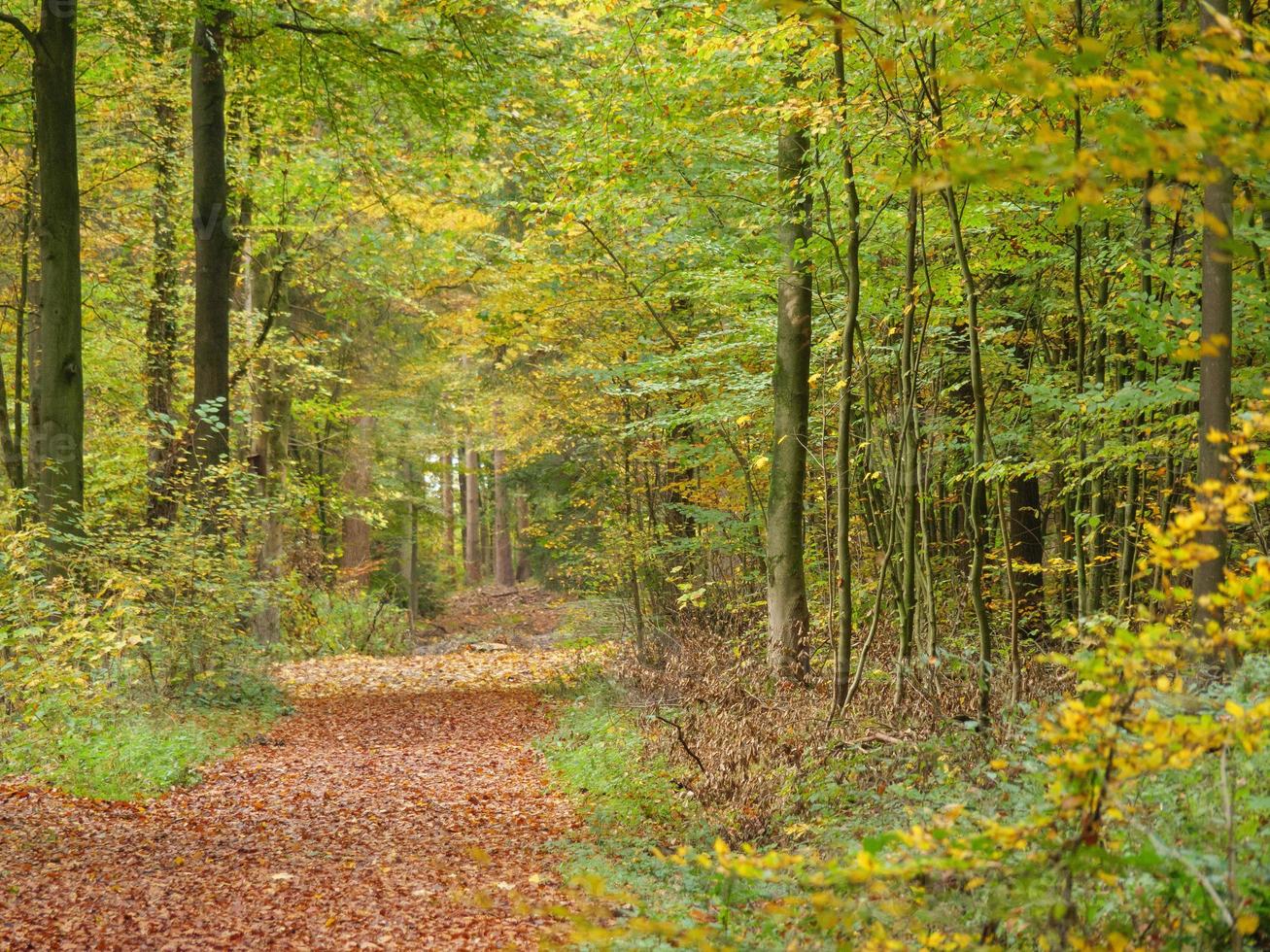 herfsttijd in Westfalen foto