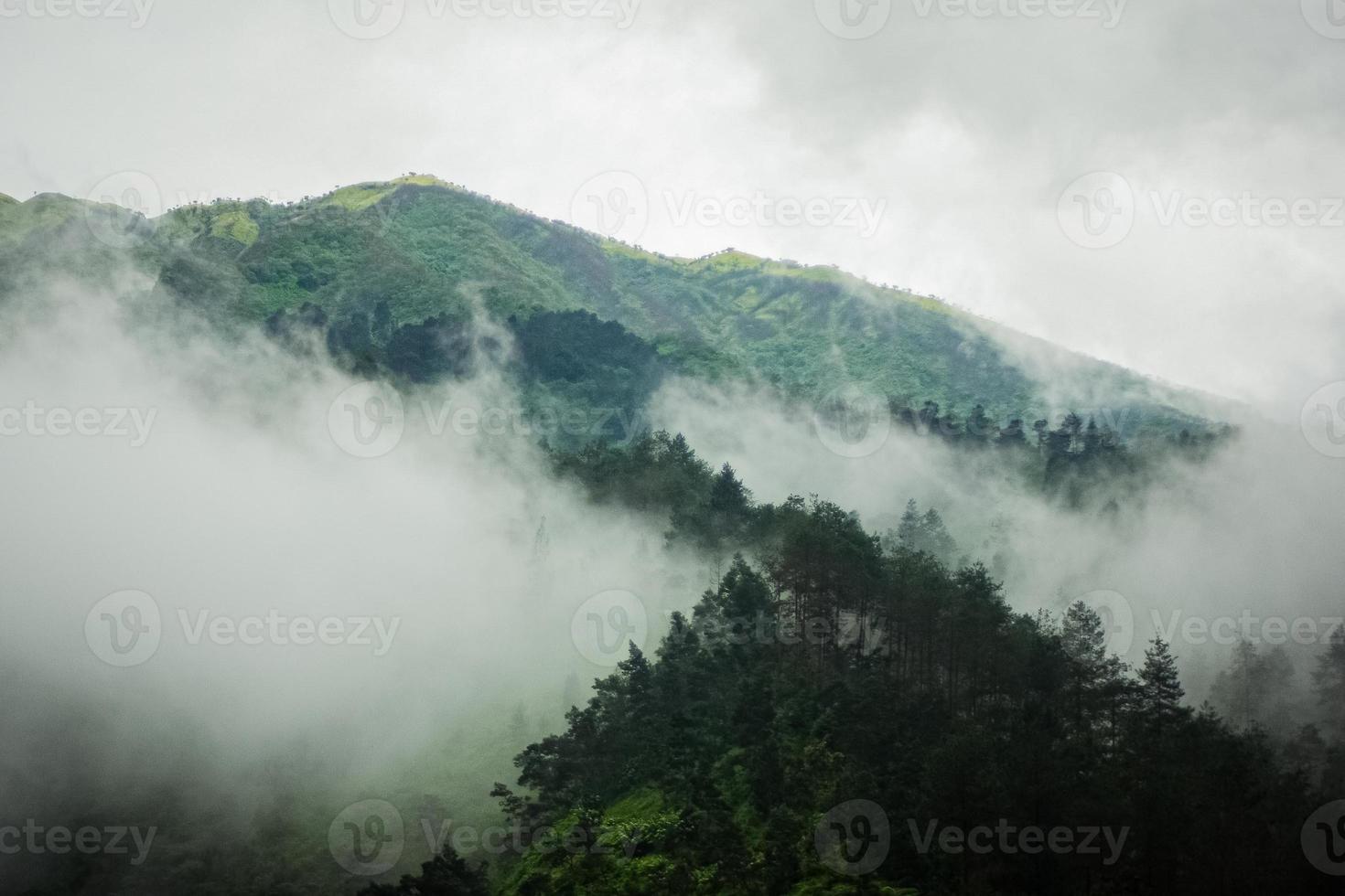 donker berg, pijnboom Woud met mist foto