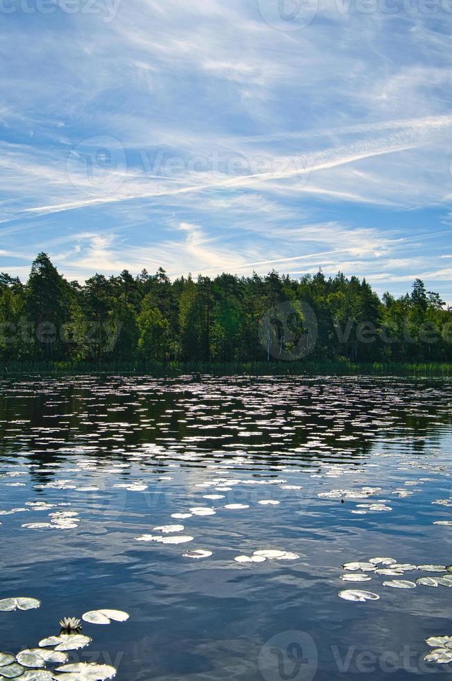 Aan een meer in Zweden in klein en. water lelie veld, blauw water, zonnig lucht, bossen foto