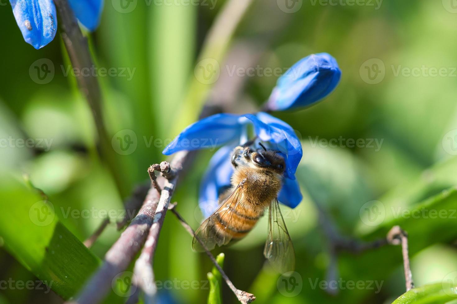 honingbij die nectar op een blauwe bloem verzamelt. drukke insecten uit de natuur. Bijenhoning. foto