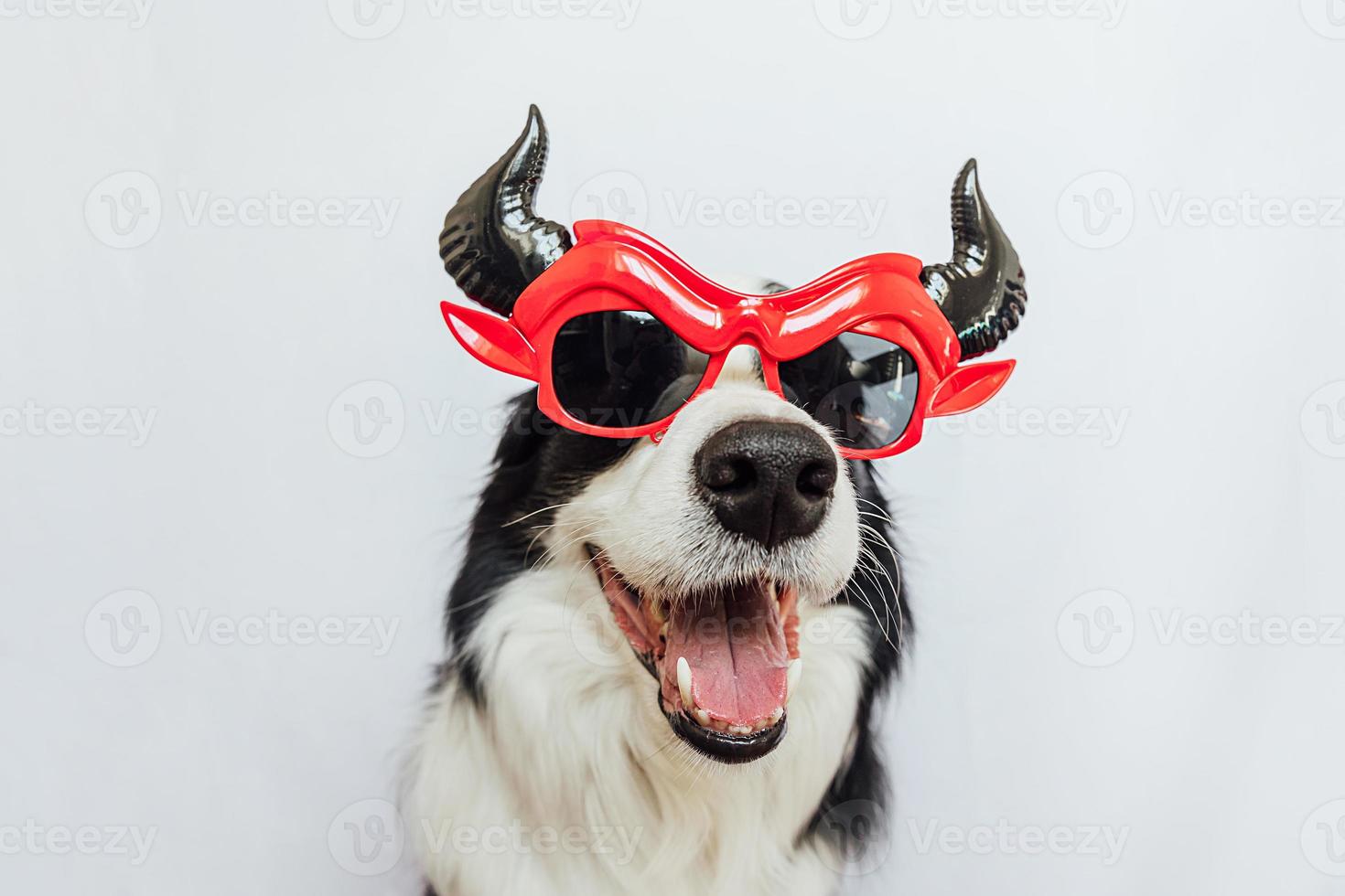 trick or treat-concept. grappige puppy hond border collie gekleed in halloween domme satan duivel brillen kostuum eng en spookachtig geïsoleerd op een witte achtergrond. voorbereiding voor halloween-feest. foto