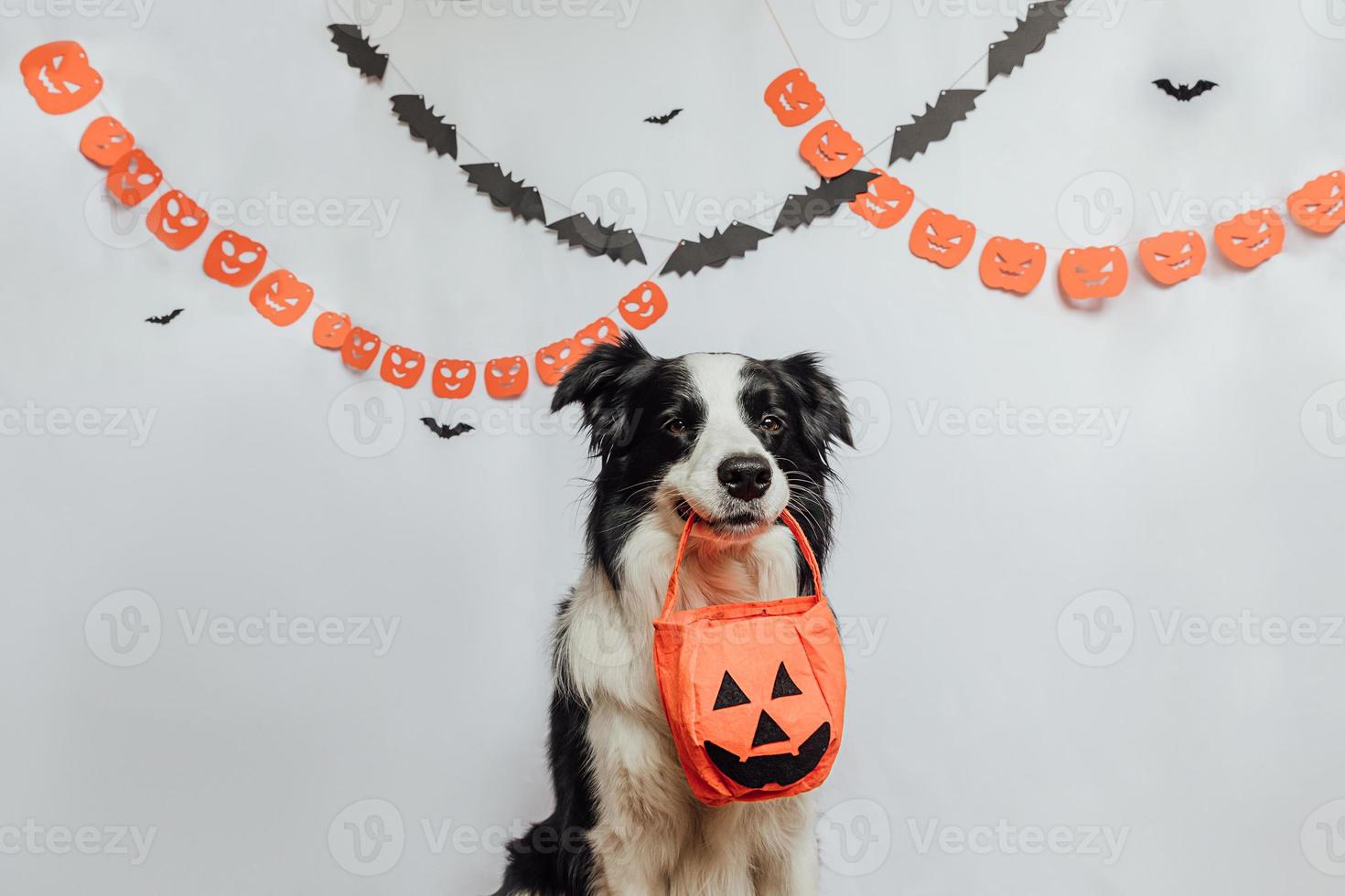 trick or treat-concept. grappige puppy hond border collie jack o lantern pompoen mand voor snoep in mond op witte achtergrond met halloween slinger decoraties. voorbereiding voor halloween-feest. foto