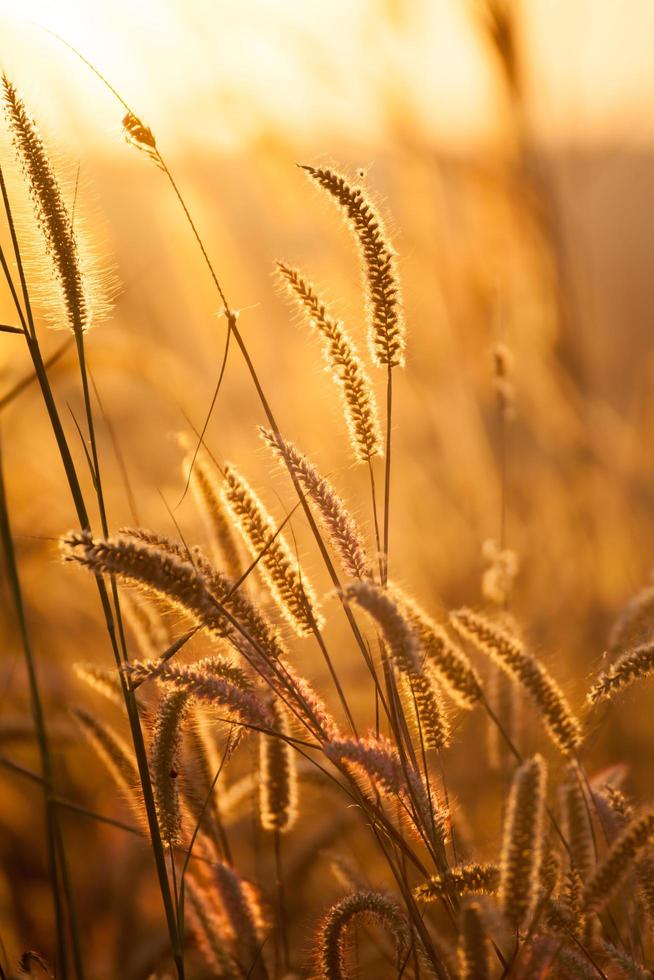 vossenstaarten gras onder zonneschijn ,detailopname selectief focus foto