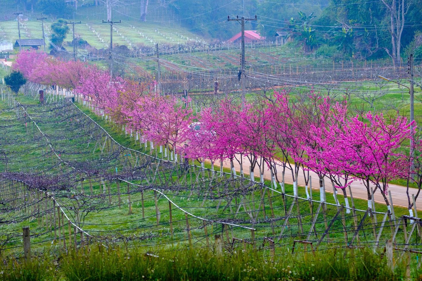 roze route afgeleid van van de mooi van sakura, kers bloesems in doi angkhang berg Koninklijk agrarisch station angkhang foto