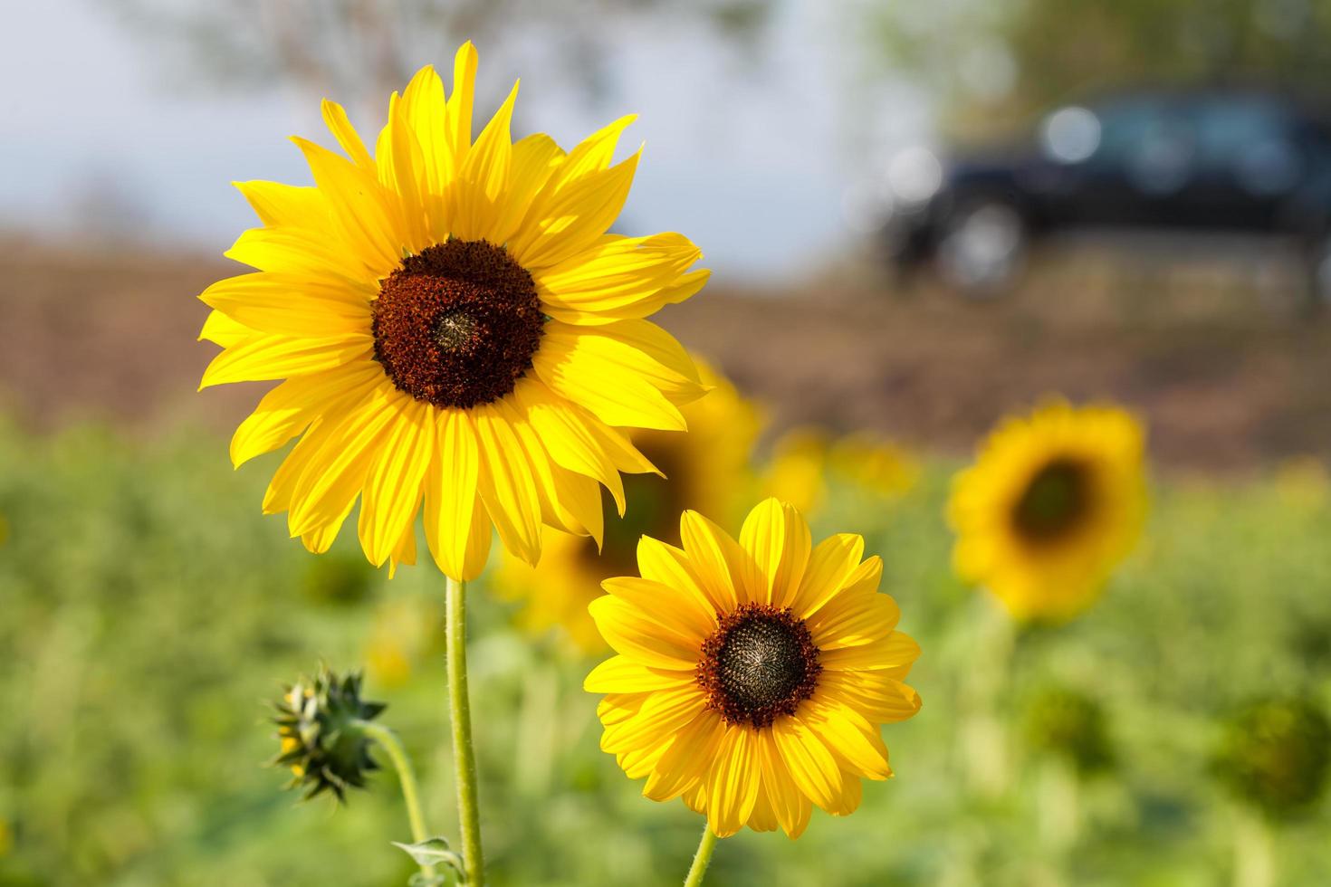 zonnebloem met bokeh achtergrond foto