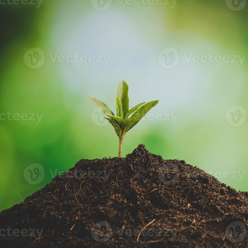 jong klein groen nieuw leven groei Aan bodem in ecologie natuur. zorg fabriek bomen en toenemen zaailingen en beschermen in tuin in aarde Aan wereld milieu dag. ontwikkeling milieu-landbouw concept foto
