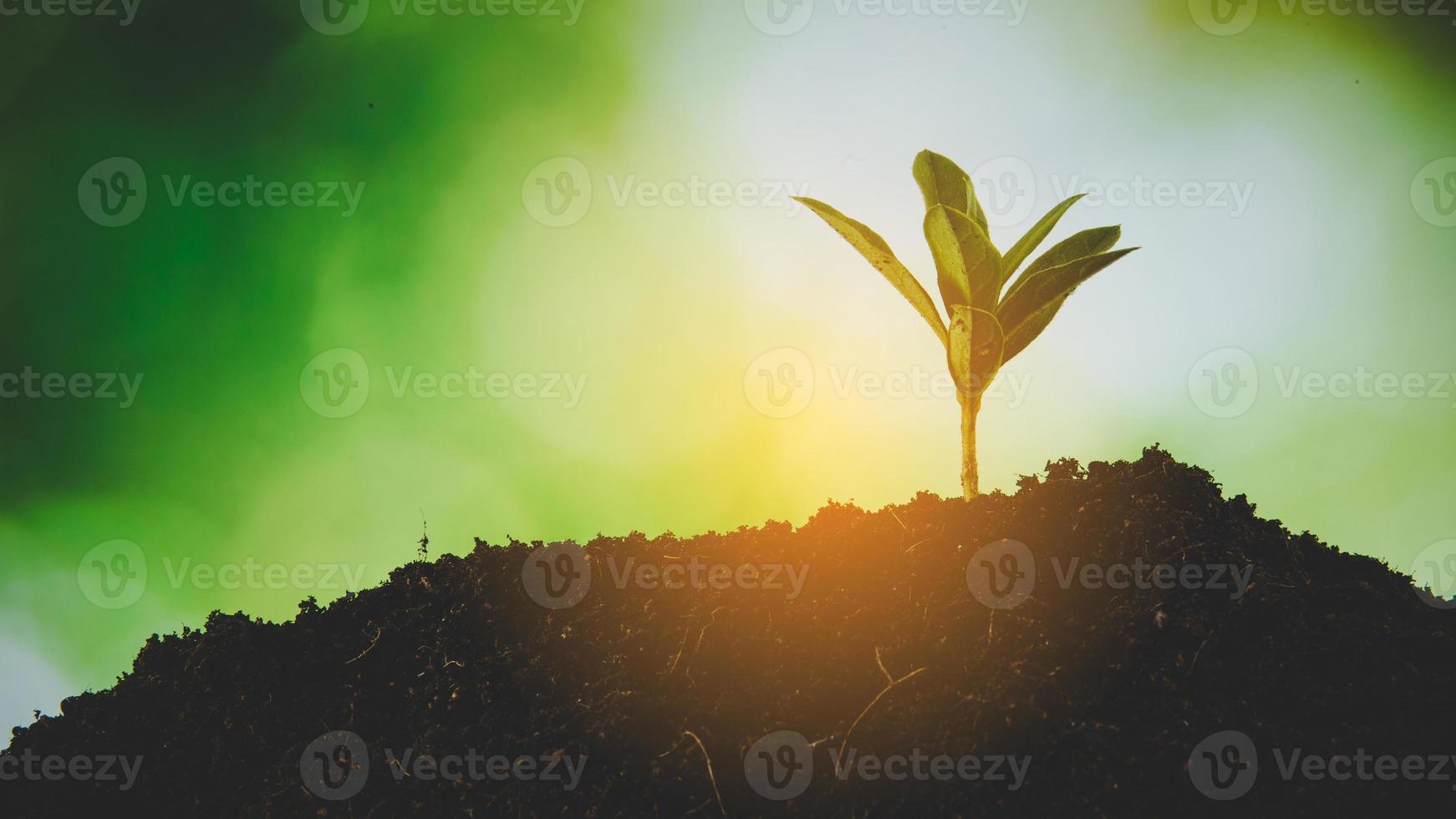 jong klein groen nieuw leven groei Aan bodem in ecologie natuur. zorg fabriek bomen en toenemen zaailingen en beschermen in tuin in aarde Aan wereld milieu dag. ontwikkeling milieu-landbouw concept foto