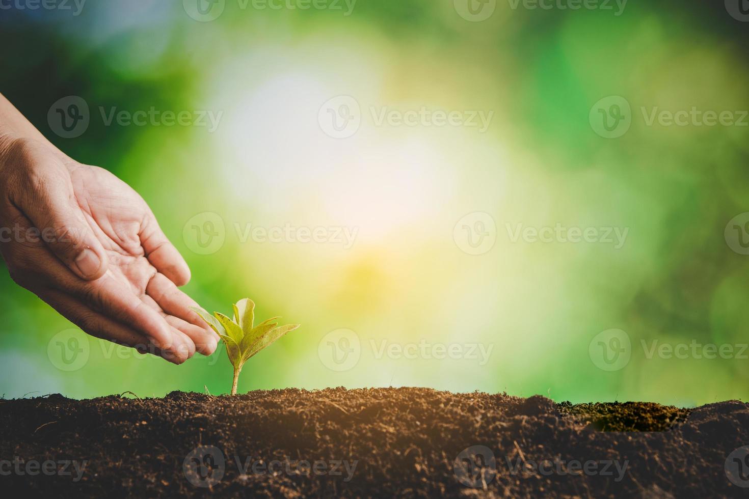 vuil handen zorg fabriek bomen in de aarde Aan wereld milieu dag. jong klein groen nieuw leven groei Aan bodem in ecologie natuur. menselijk persoon toenemen zaailingen en beschermen in tuin. landbouw concept foto