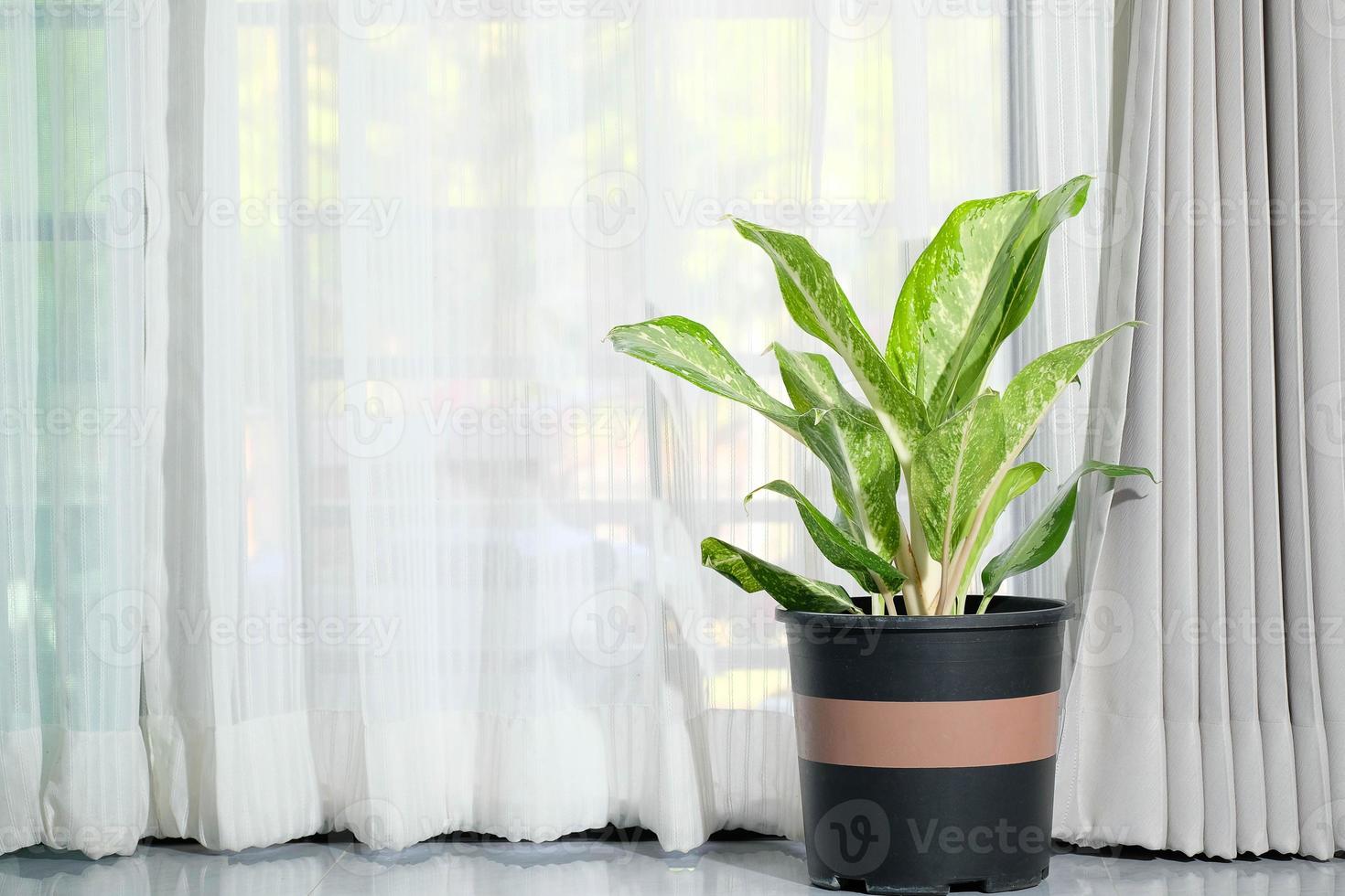 groen lucht zuiverend plant, groen aglaonema, fabriek in zwart ingemaakt fabriek door de venster in de kamer, wit gordijnen, natuurlijk licht venster, slaapkamer, woonkamer kamer, hoek foto