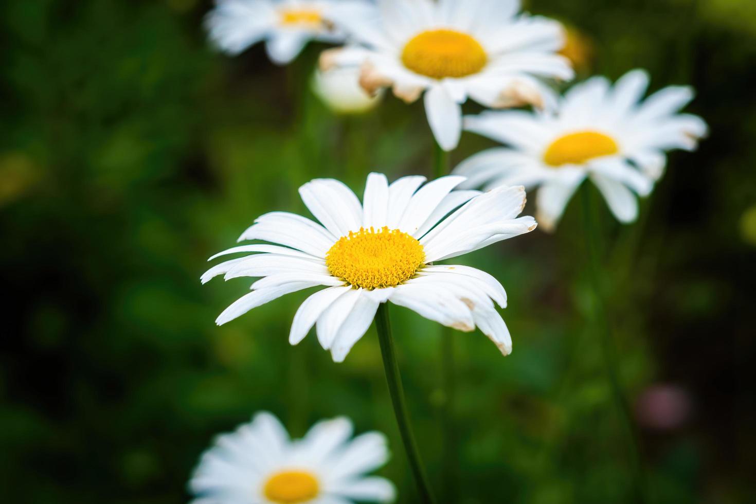 bloemen tuin park natuur achtergrond premie foto