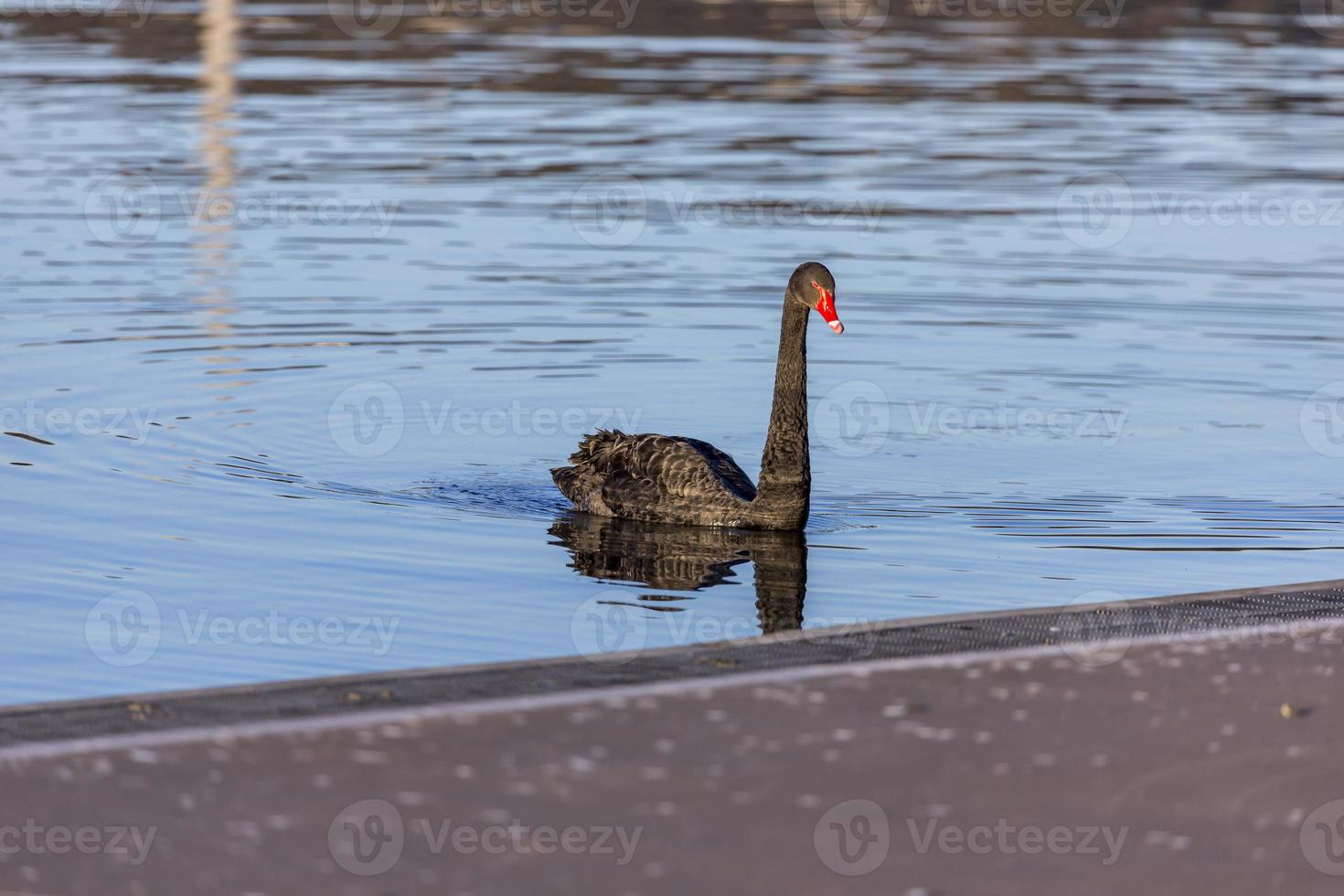 zwart zwaan in een meer foto