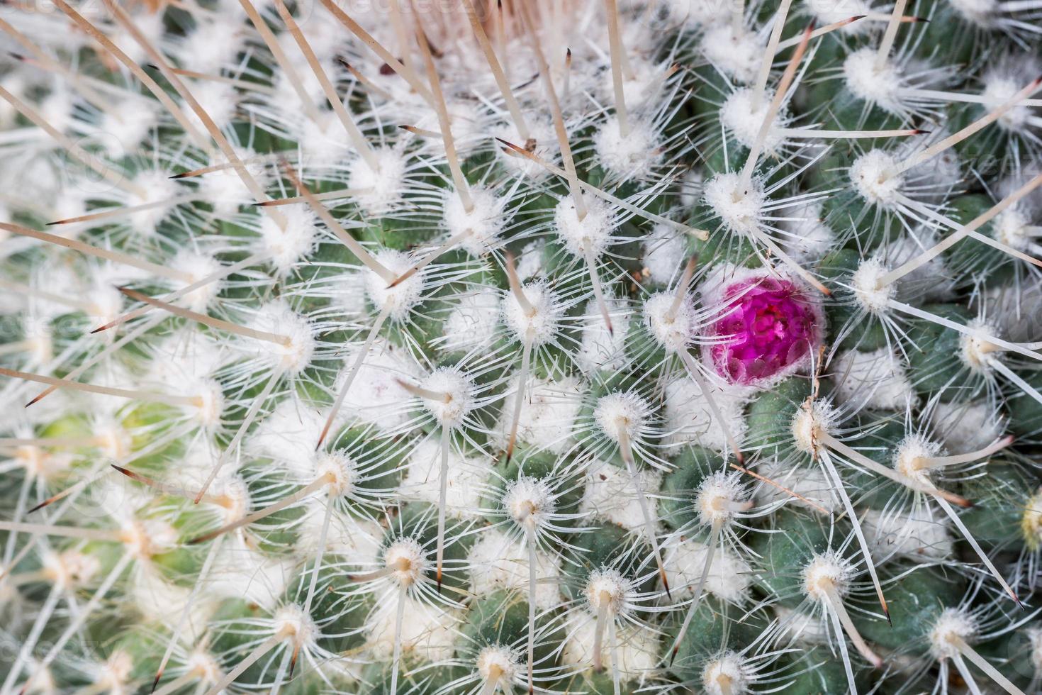 detailopname van een cactus foto