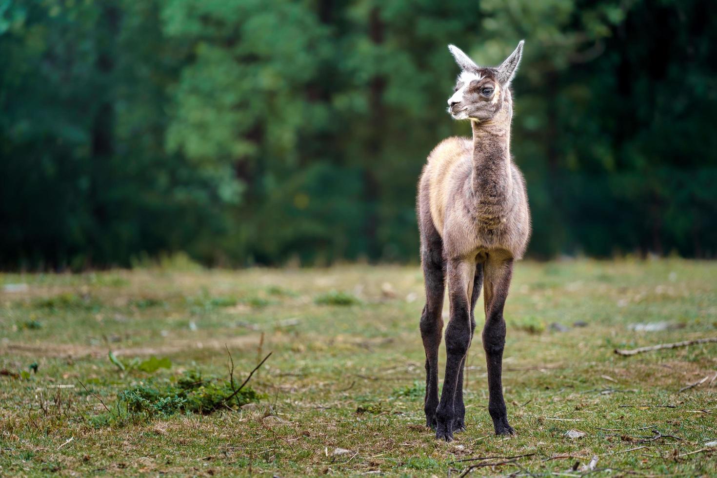 portret van lama foto