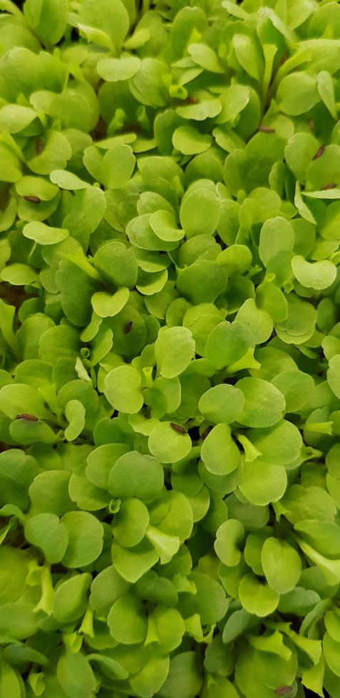 stellaria media of gemeenschappelijk muur of weinig muis oor muur is een jaar- bloeiend planten in de anjer familie caryophllaceae.it is gegroeid net zo een groente Bijsnijden en grond Hoes foto