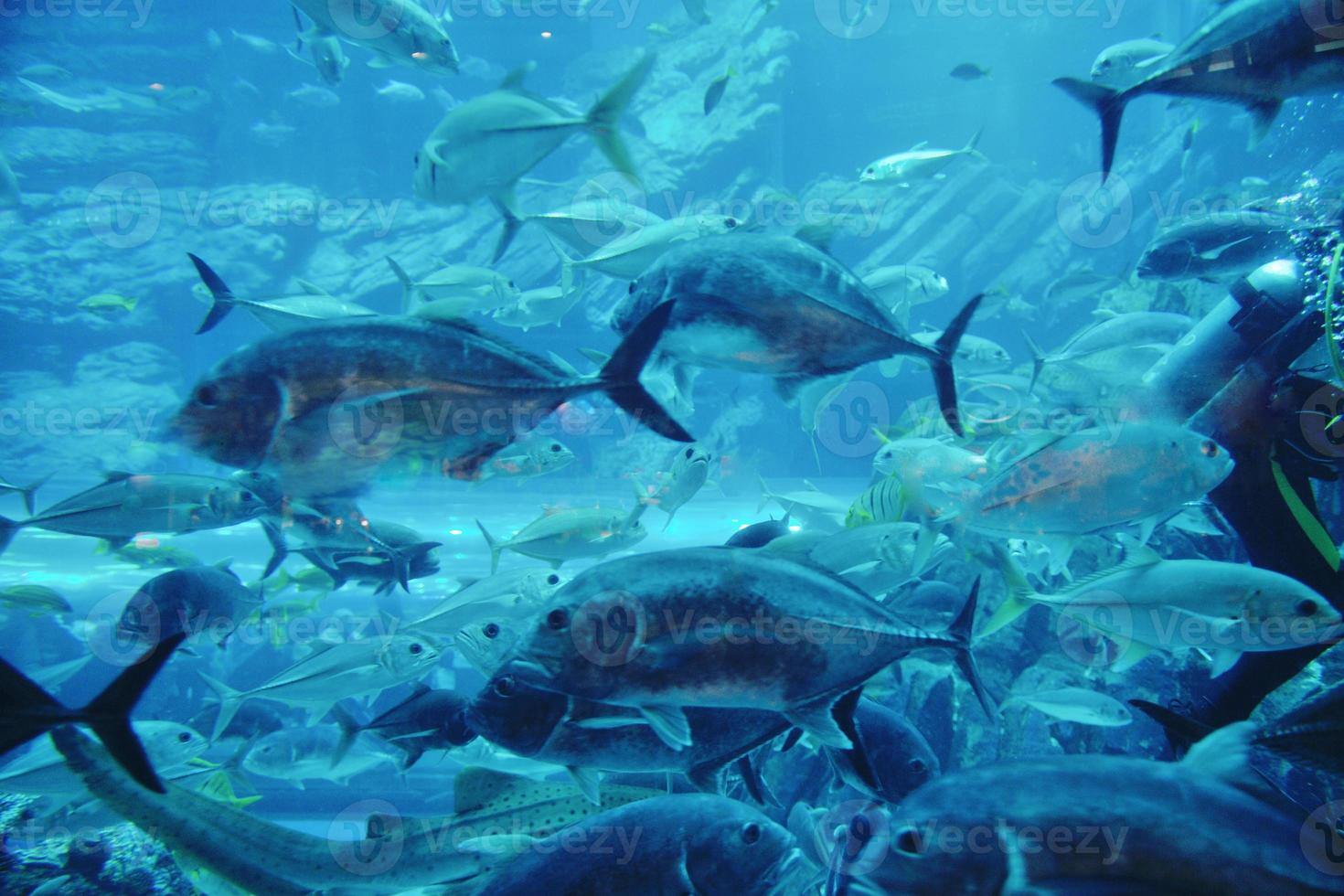 aquarium met vissen en rif foto