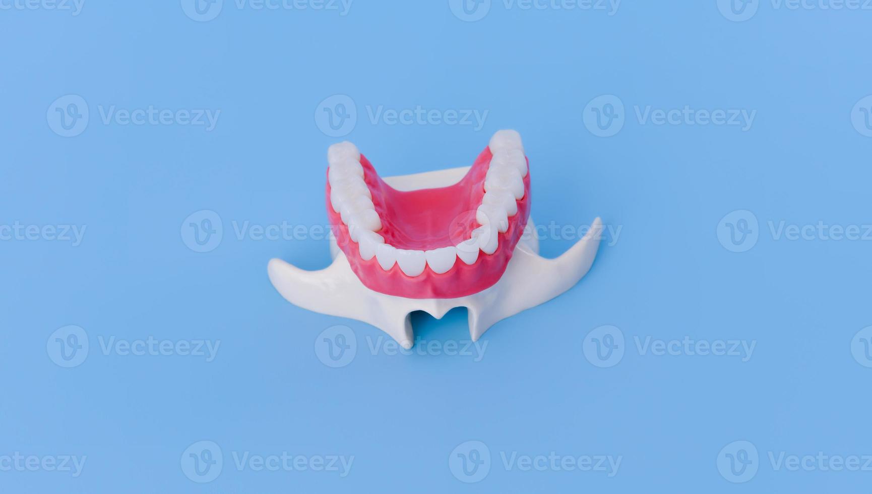 bovenste menselijk kaak met tanden en tandvlees anatomie model- foto