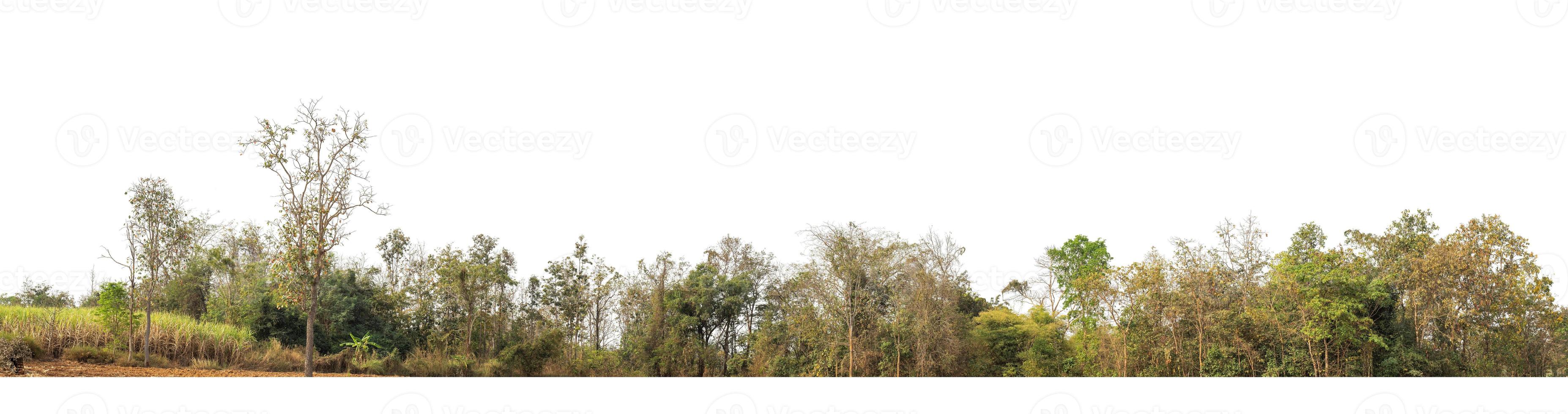 groen bomen geïsoleerd Aan wit achtergrond.zijn Woud en gebladerte in zomer voor beide het drukken en web pagina's met besnoeiing pad en alpha kanaal foto