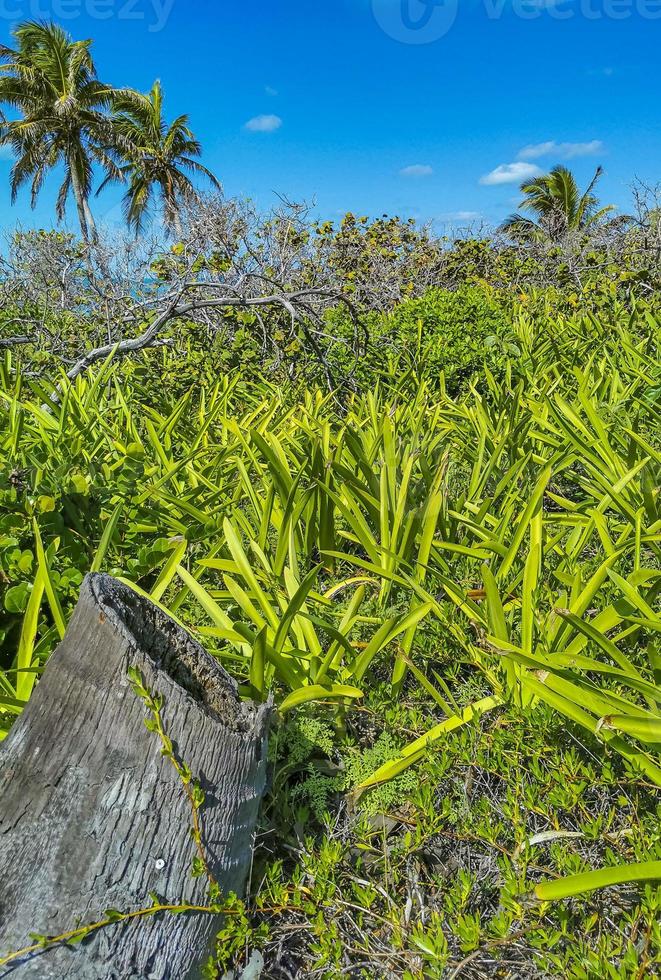 mooi tropisch natuurlijk palm boom Woud panorama contoy eiland Mexico. foto