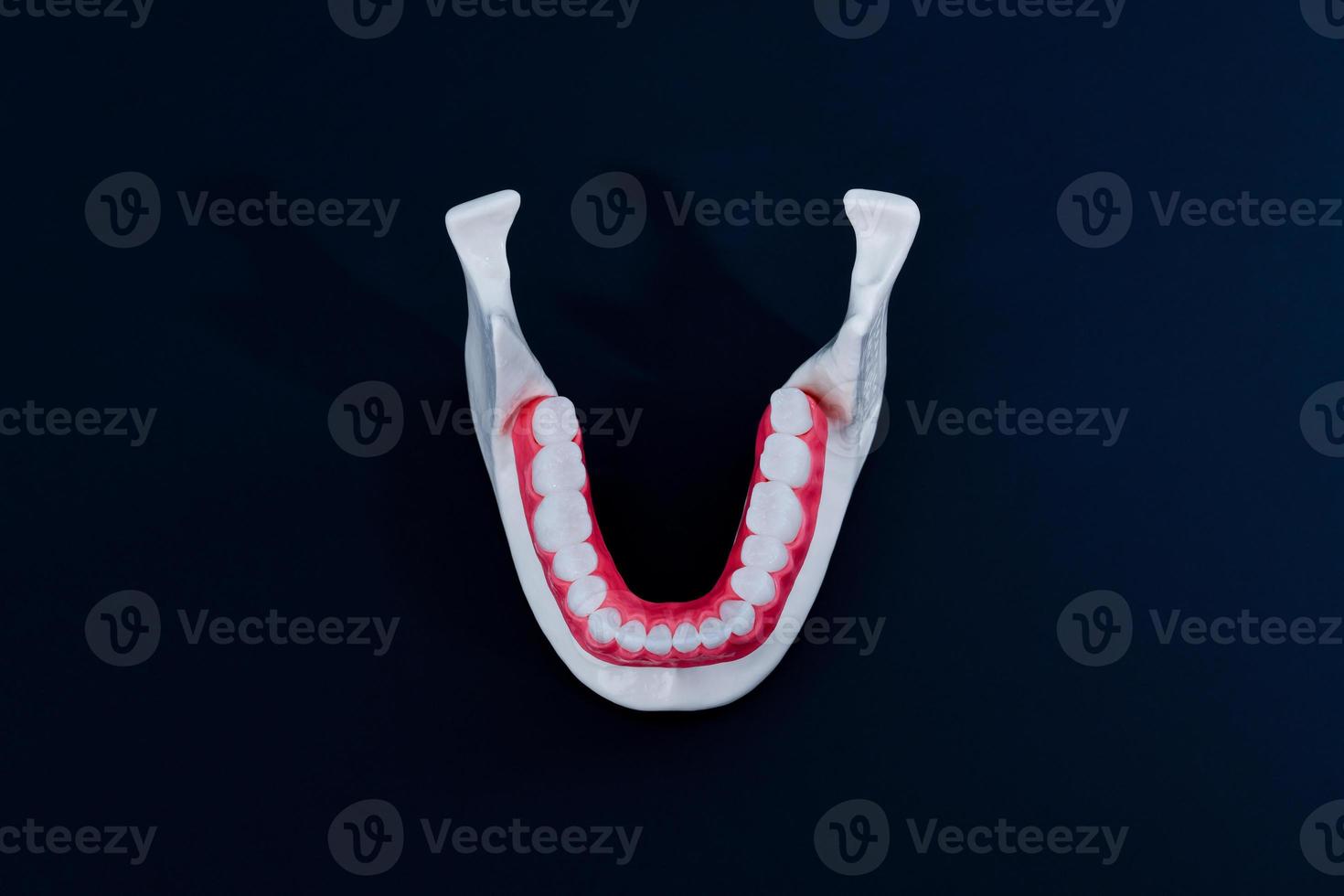 lager menselijk kaak met tanden en tandvlees anatomie model- foto