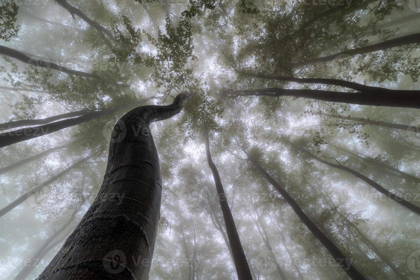 zomertijd bomen kroon foto