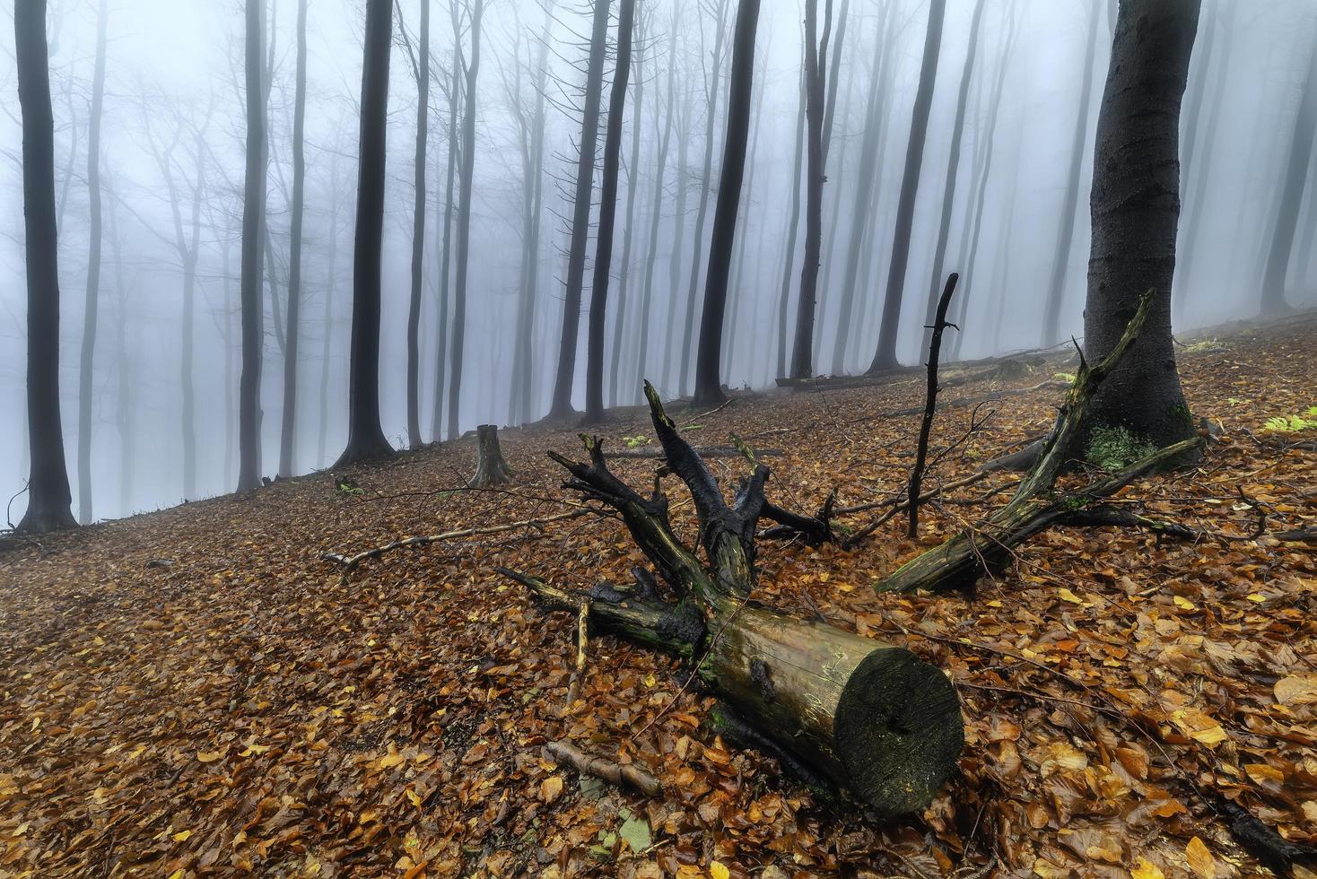 herfst beukenbos foto