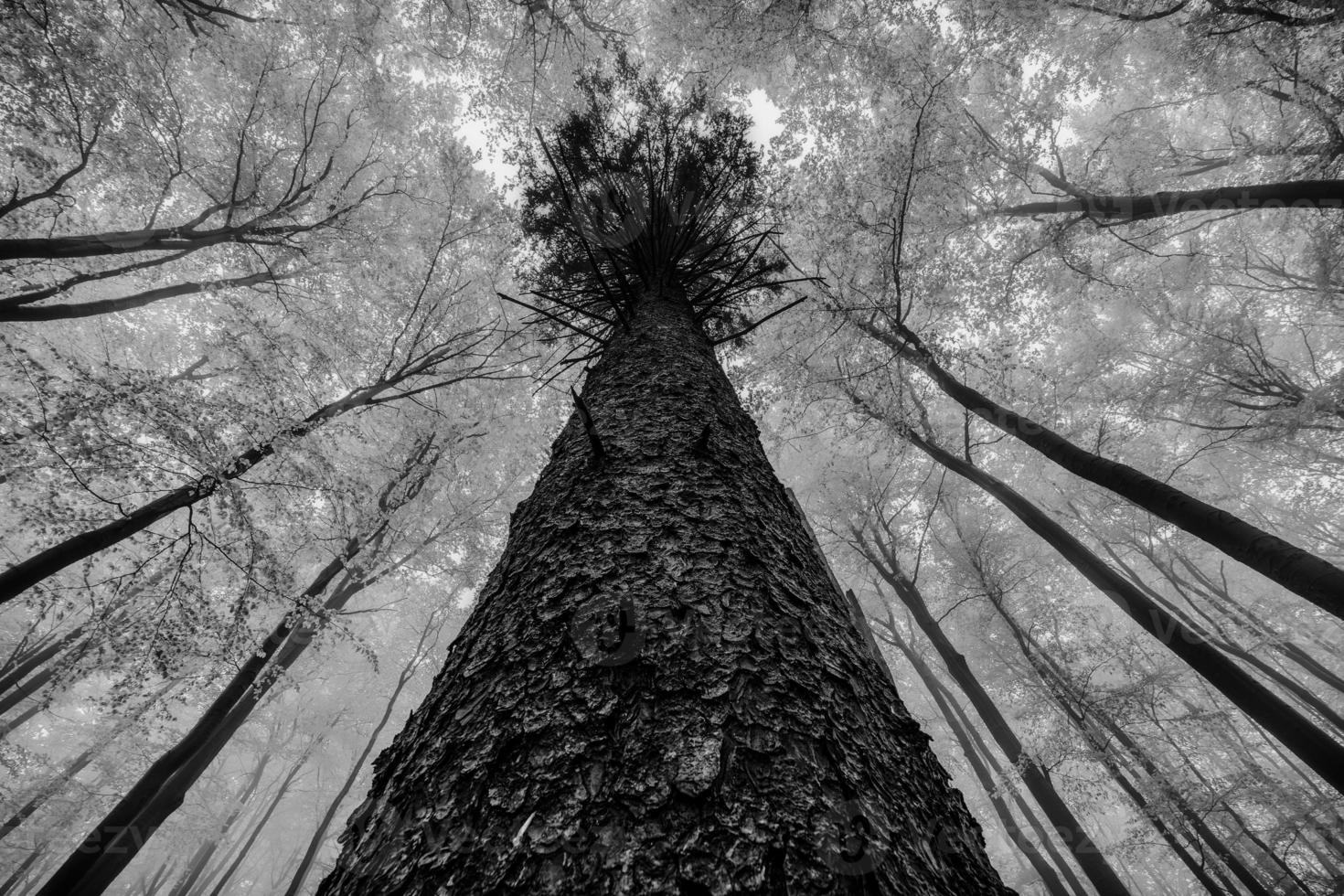 visie in de kronen van voorjaar bomen foto