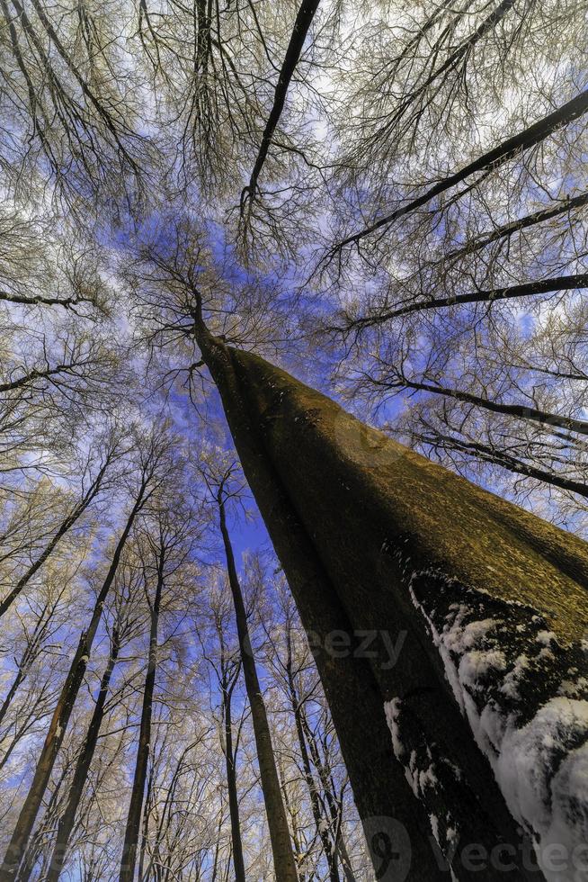 wintertijd bomen kroon foto