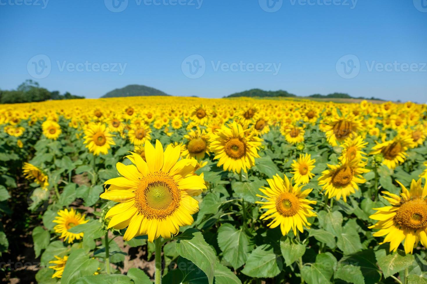 een bloeiende zonnebloem veld op het platteland boerderij gelegen op de heuvel. foto