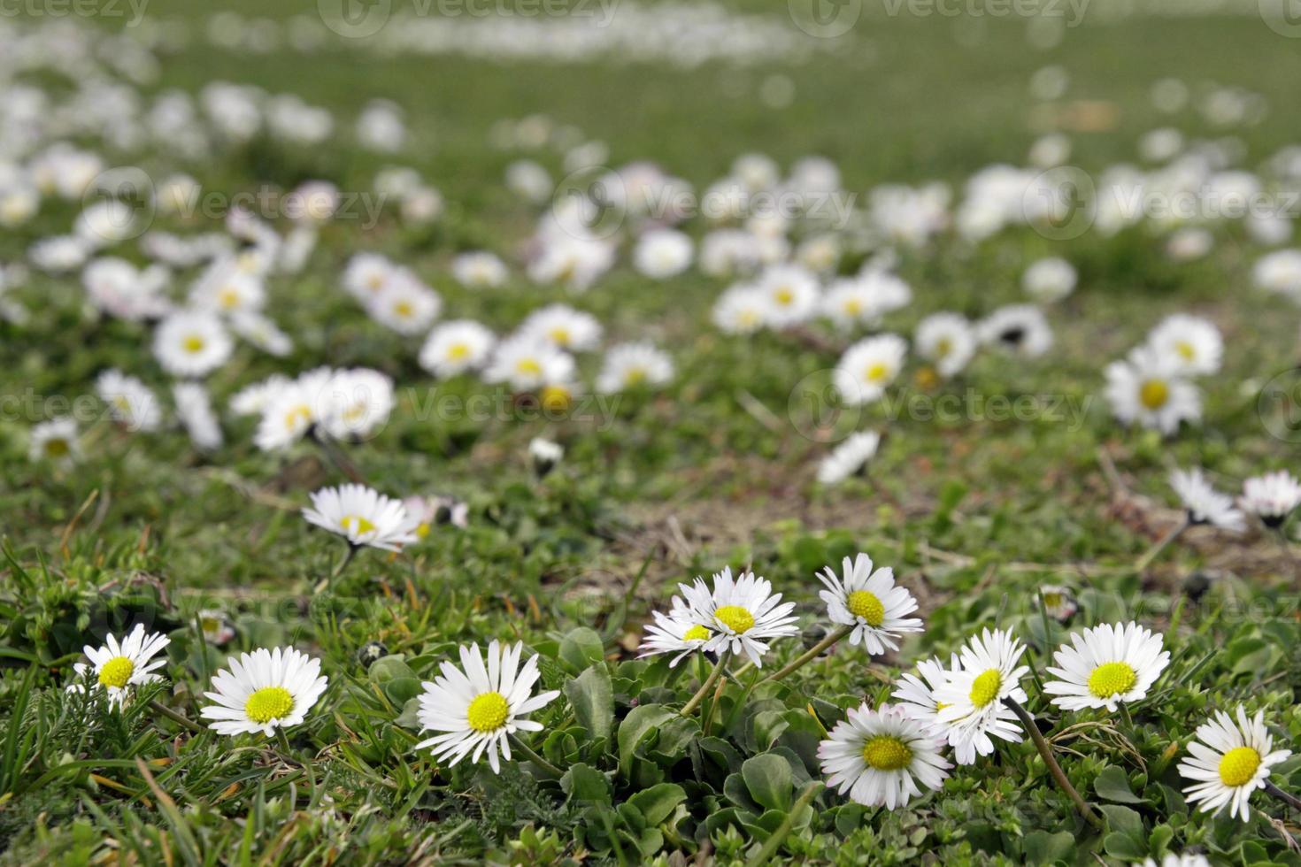 een veld- gevulde met madeliefjes in lente foto