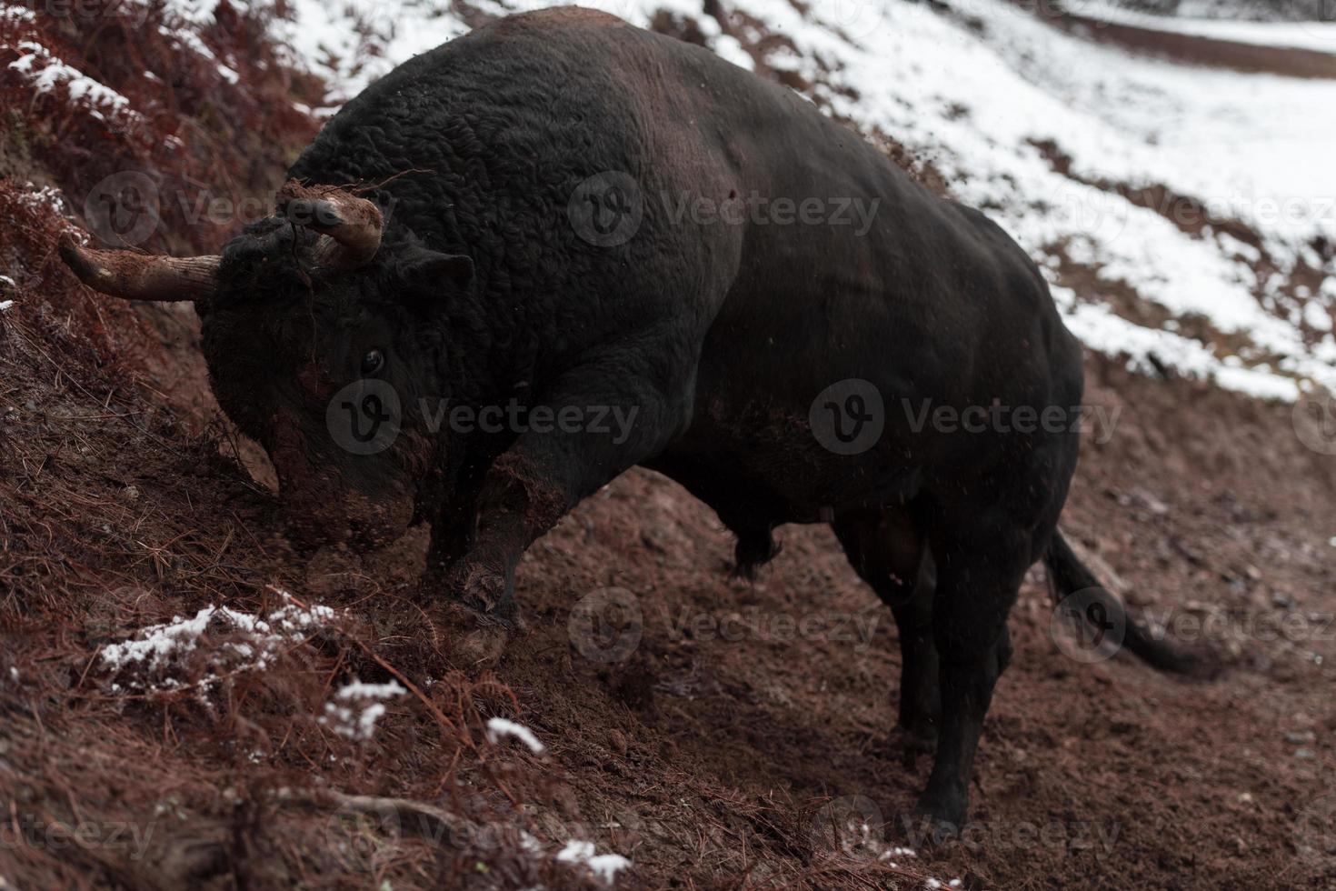 een groot zwart stier steken haar hoorns in de besneeuwd grond en treinen naar strijd in de arena. de concept van stierenvechten. selectief focus foto