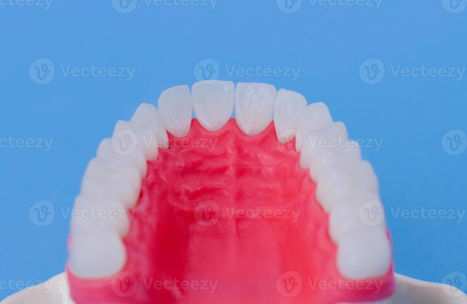 bovenste menselijk kaak met tanden en tandvlees anatomie model- foto