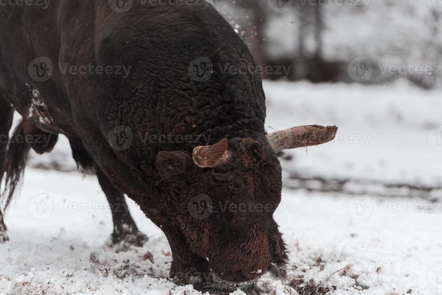 een groot zwart stier in de sneeuw opleiding naar strijd in de arena. stierengevechten concept. selectief focus foto