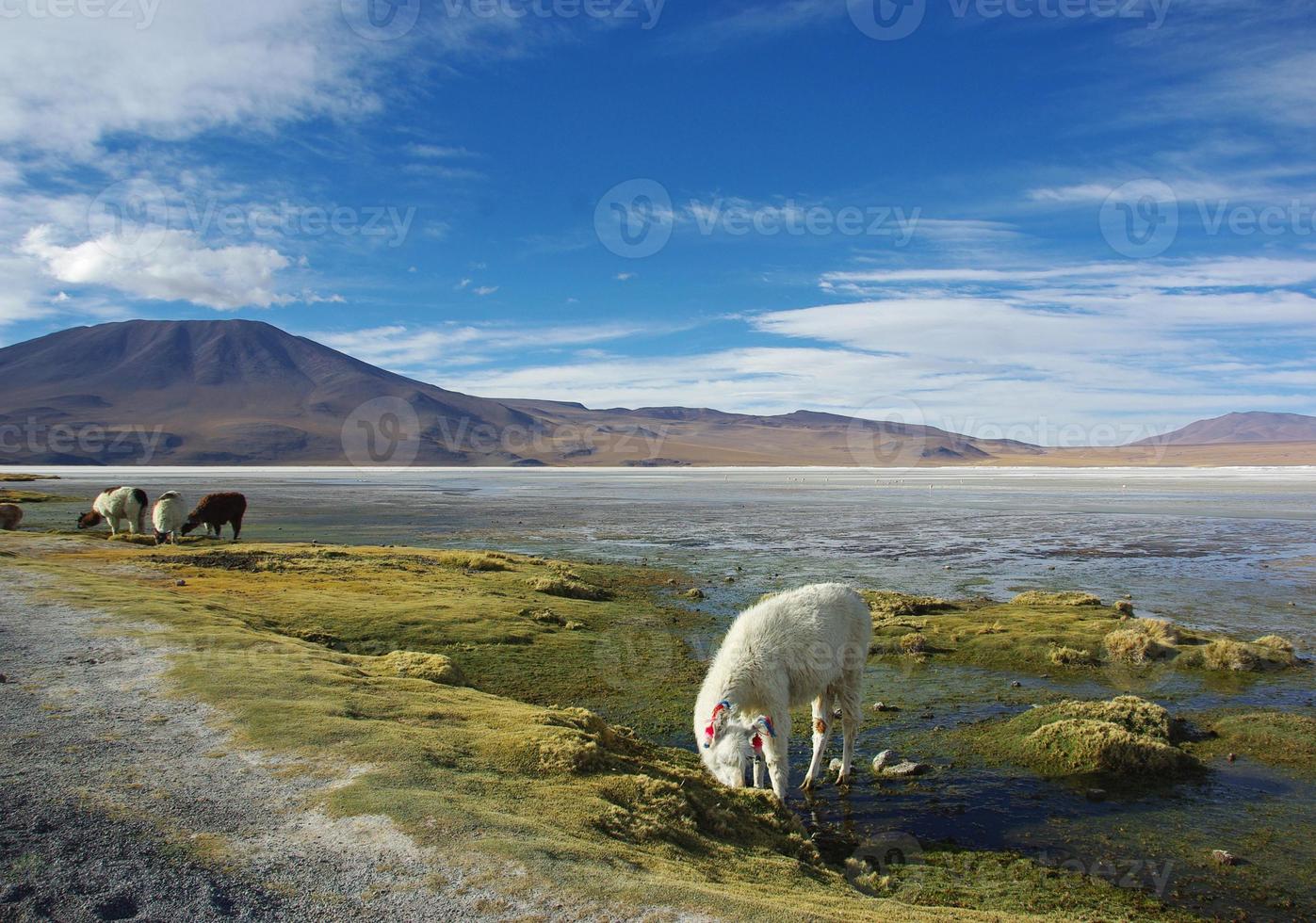 alpaca grazen in het prachtige landschap van salar de uyuni, bolivia foto