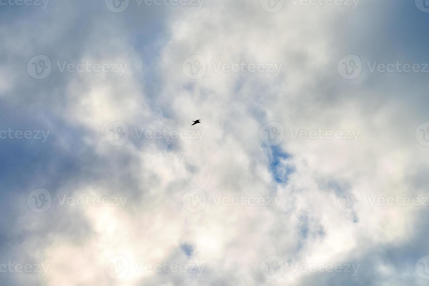 silhouet van vogel vliegend in blauw lucht met wit wolken foto