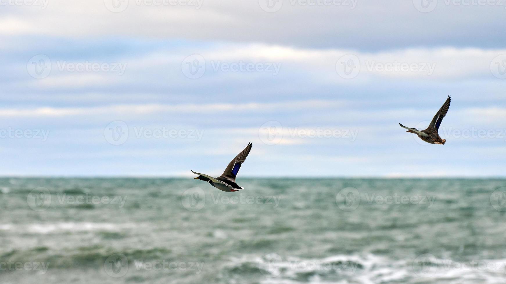 twee wilde eend eenden vliegend over- zee water, zeegezicht foto