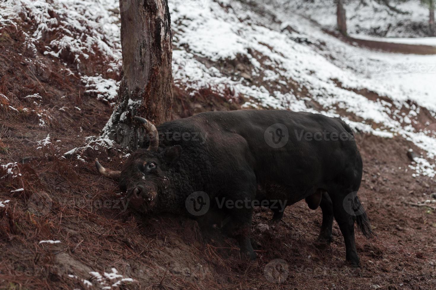 een groot zwart stier steken haar hoorns in de besneeuwd grond en treinen naar strijd in de arena. de concept van stierenvechten. selectief focus foto