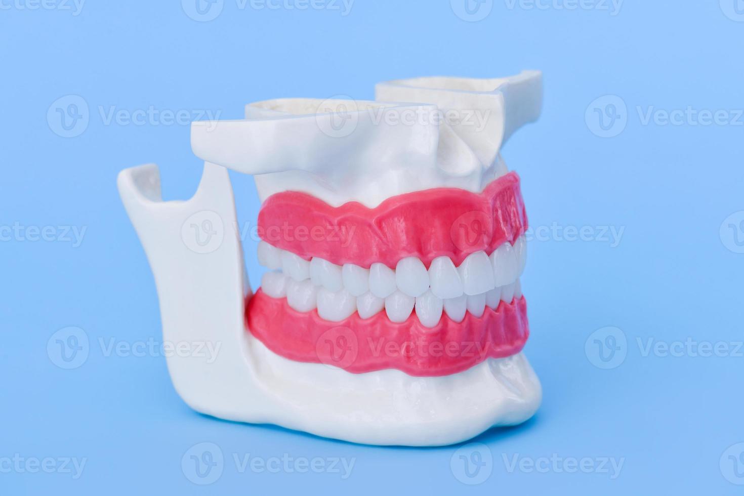 menselijk kaak met tanden en tandvlees anatomie model- foto