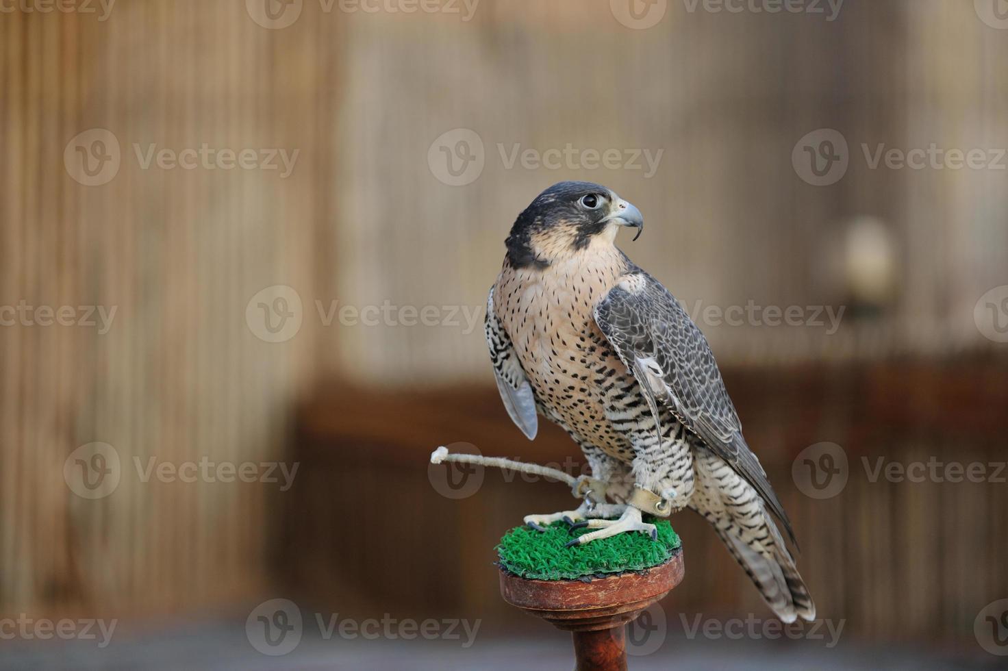 Arabisch valk vogel foto