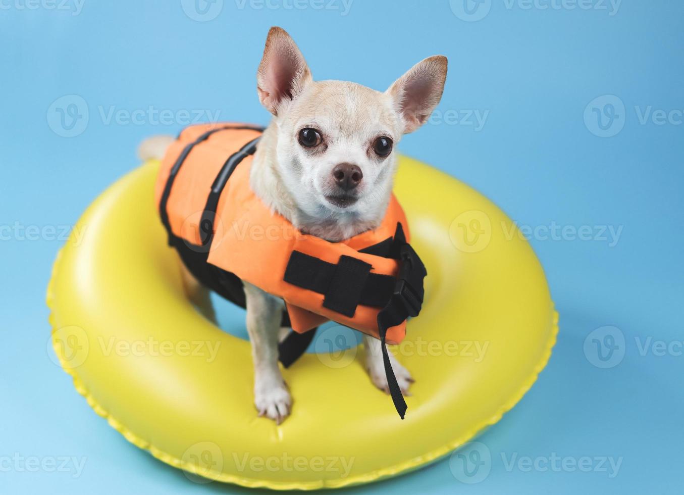 schattig bruin kort haar- chihuahua hond vervelend oranje leven jasje of leven hesje staand in geel zwemmen ring, op zoek Bij camera, geïsoleerd Aan blauw achtergrond. foto