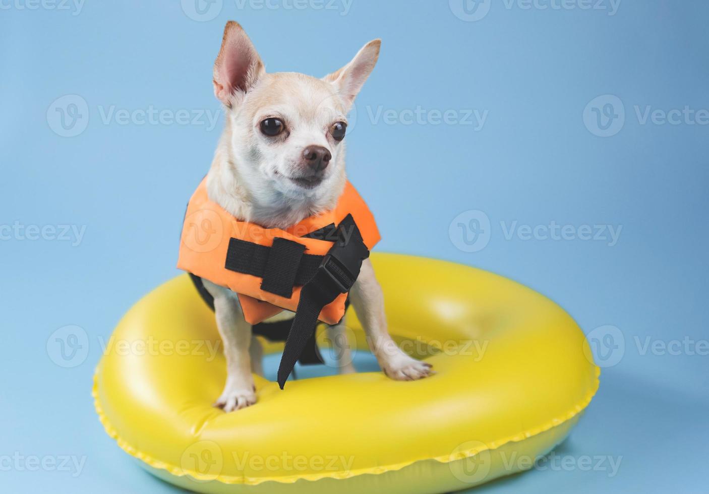 schattig bruin kort haar- chihuahua hond vervelend oranje leven jasje of leven hesje staand in geel zwemmen ring, geïsoleerd Aan blauw achtergrond. foto