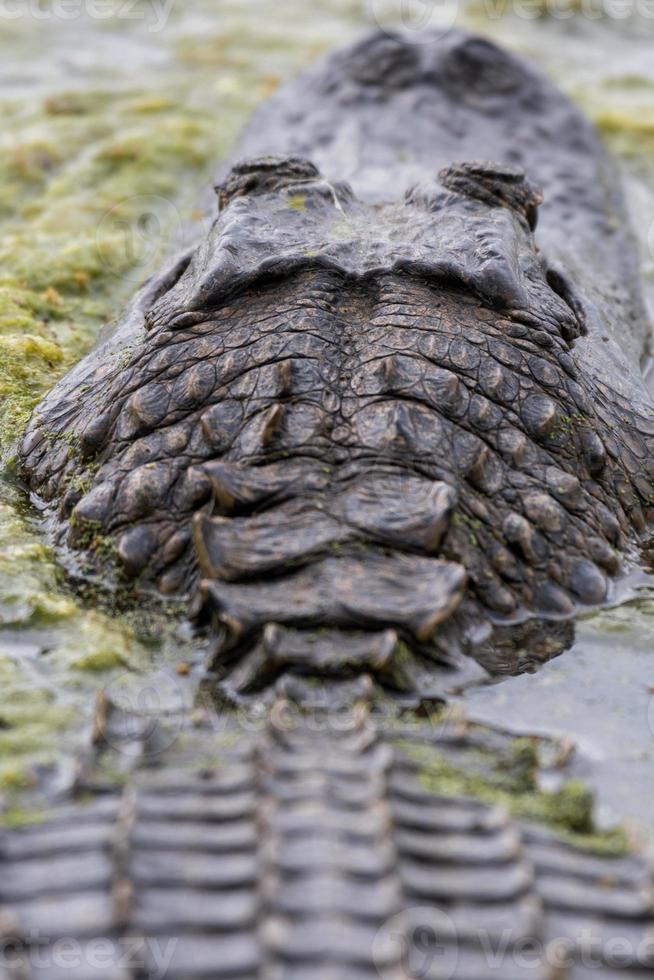 details van de hoofd en terug van een Amerikaans alligator zwemmen in een meer in Texas. foto