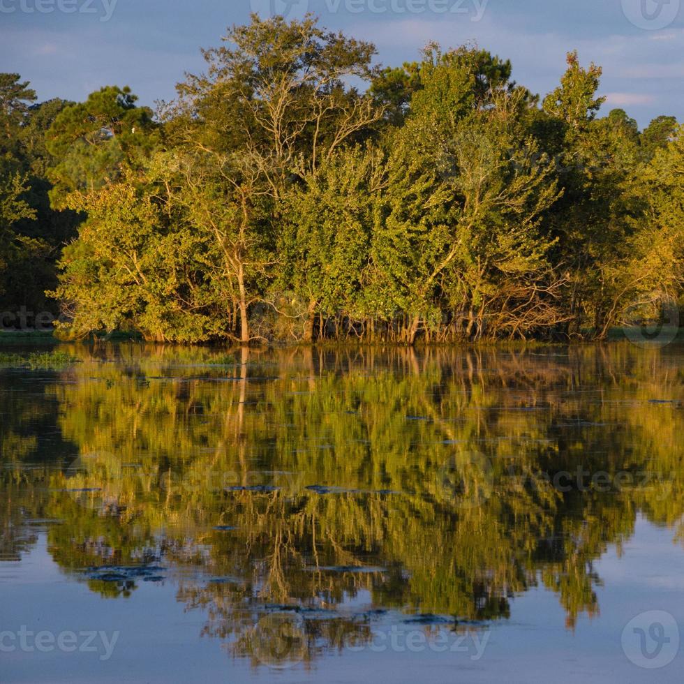 bomen weerspiegeld Aan de oppervlakte van een vijver Bij zonsopkomst. foto